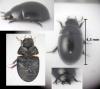 Coelostoma orbiculare